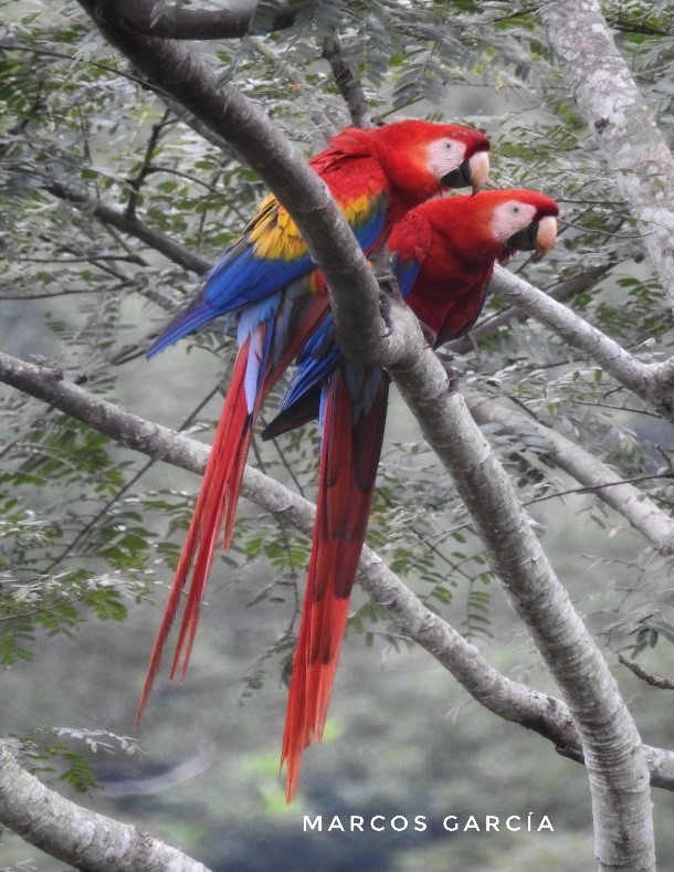 Finca Siempre Verde Mastatal, Rural Tourism, Horseback Riding, Natural building, Tours to La Cangreja, Organic Farm, Volunteers and Spanish School in Puriscal, Costa Rica